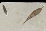 Two Fossil Leaves With Cranefly Cluster - Green River Formation, Utah #118008-1